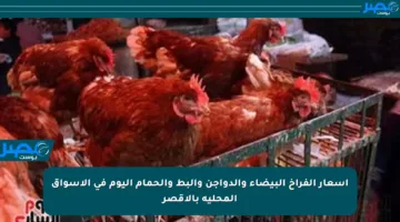 أسعار الفراخ البيضاء والدواجن والبط والحمام اليوم في الأسواق المحلية بالأقصر